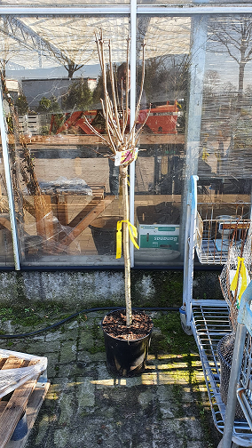 Gartenflieder / Gewöhnlicher Flieder / Edelflieder 'Andenken an Ludwig Späth' / Gartenflieder / Gewöhnlicher Flieder / Edelflieder 'Andenken an Ludwig Späth'