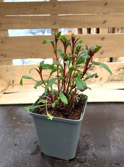 Gaura lindheimeri 'Crimson Butterflies'® / Prachtkerze 'Crimson Butterflies'® P9 im Topf, grüne Blätter mit rötlichen Stielen