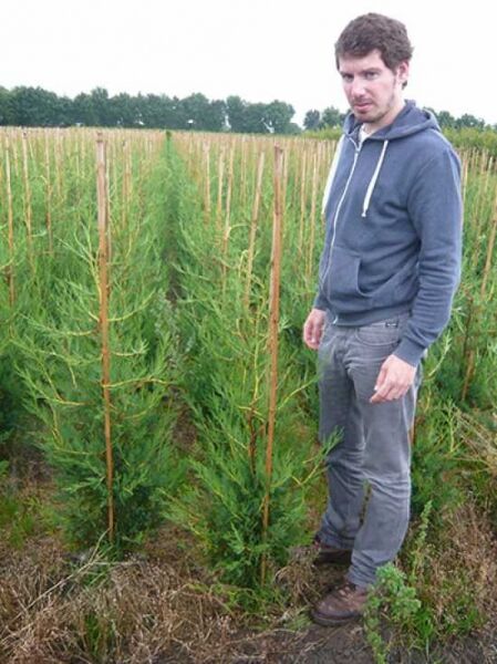Grüne Bastardzypresse '2001' (Cupressocyparis leylandii '2001') 100-125 cm m. B. als Jungpflanze im Feldanbau mit Stabstütze