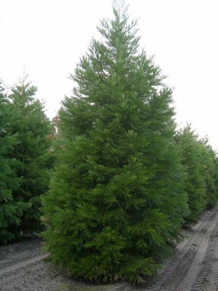 Sequoiadendron giganteum / Mammutbaum / Bergmammutbaum