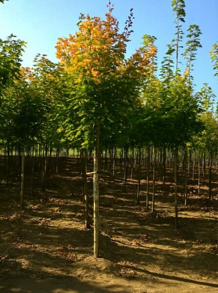 Rot-Ahorn Acer freemanii 'Autumn Blaze' Hochstamm 14-16 StU mit Drahtballen, Baum mit grün-gelblicher Herbstfärbung in Reihe.