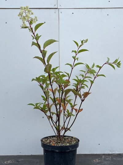 Rispen-Hortensie Hydrangea paniculata 'Vanille Fraise ®' 40-50 cm C2 im Topf, mehrtriebiger Strauch mit grünen Blättern und Blütenrispe.
