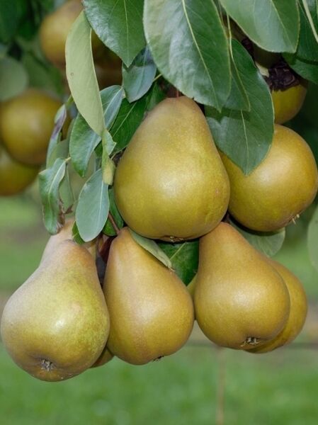 Birne 'Gellerts Butterbirne' / 'Gellert' / Pyrus communis 'Gellerts Butterbirne'
