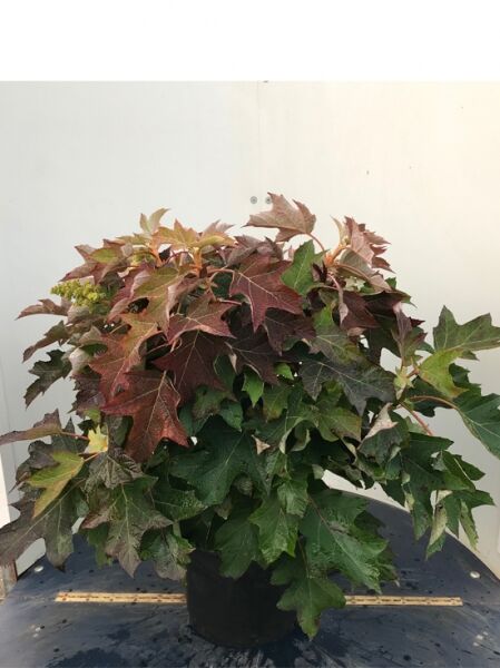 Hydrangea quercifolia 'Ruby Slippers'® / Eichenblatt-Hortensie, Strauch 60–80 cm im C20-Topf mit gelappten, grün-rötlichen Blättern.