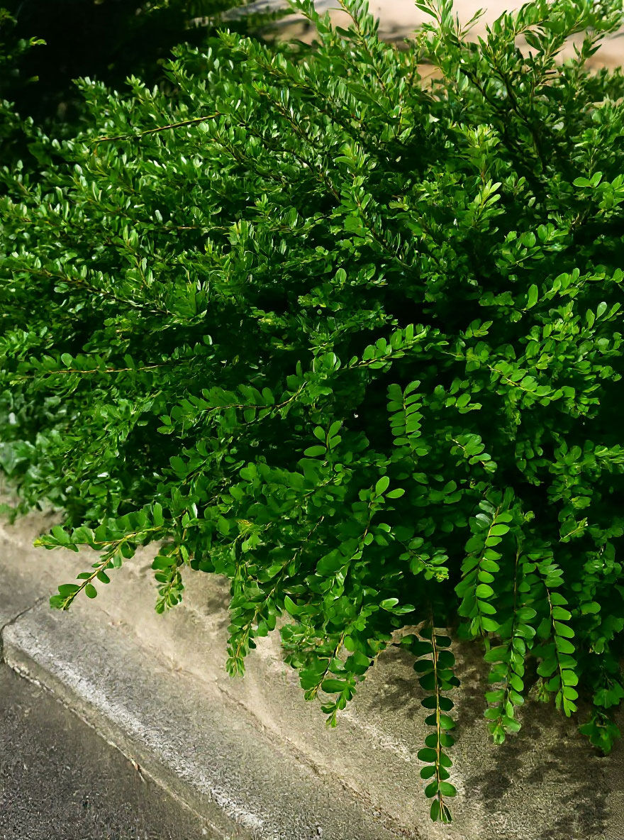 Bschungsmyrte 'Moss Green' - Lonicera pileata 'Moss Green' - Baumschule  NewGarden