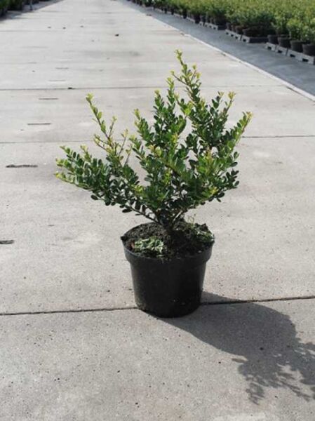 Löffel-Ilex / Japanischer Ilex 'Convexa' / Löffel-Ilex / Japanischer Ilex 'Convexa'