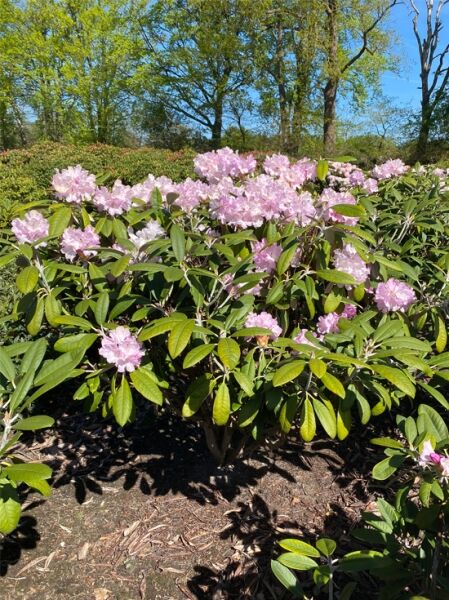 Rhododendron 'Silberpfeil' (Rhododendron rex x smirnowii), Solitärstrauch mit rosa Blüten und dunkelgrünem Laub, m. B.