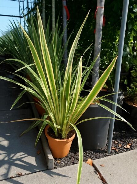 Weißbunter Neuseeländer-Flachs 'Variegatum' (Phormium tenax) im Topf, aufrechte, schwertförmige grün-creme gestreifte Blätter