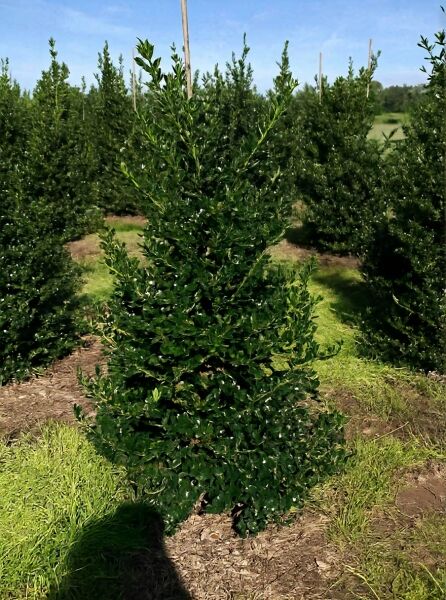 Stechpalme (Ilex meserveae) 'Blue Prince', 150–175 cm, mit Drahtballen, Solitär; dicht verzweigter, immergrüner Strauch.