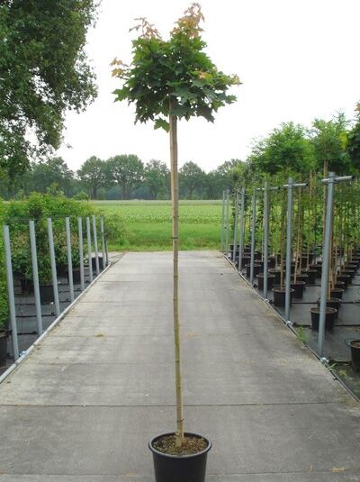 Acer platanoides 'Globosum' / Kugel-Ahorn