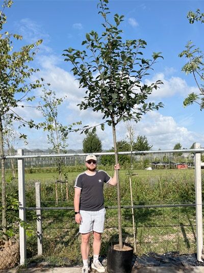 Prunus padus / Trauben-Kirsche Hochstamm 10-12 StU im Container, junger Baum mit schlankem Stamm und belaubter Krone
