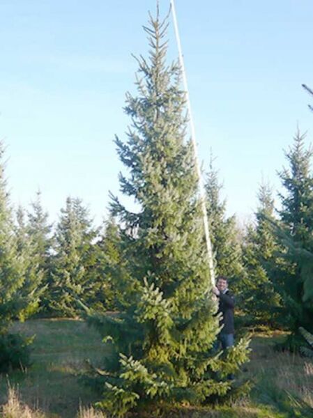 Picea omorika (Serbische Fichte, Omorika-Fichte) 600–700 cm mit Drahtballen, aufrecht wachsender Nadelbaum im Feld.