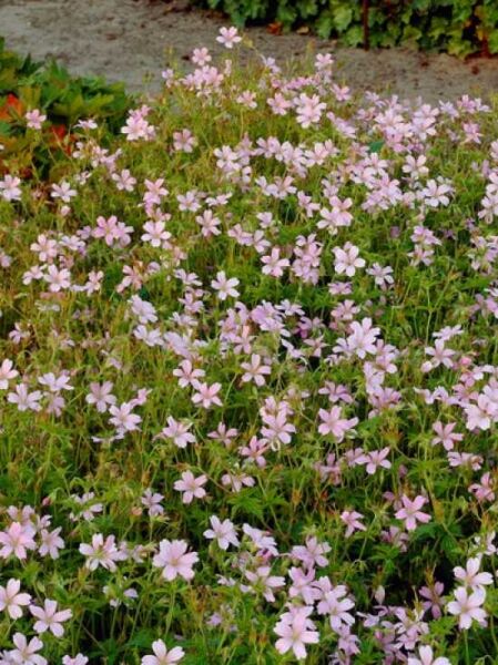 Basken-Storchschnabel / Pyrenäen-Storchschnabel / Geranium endressii