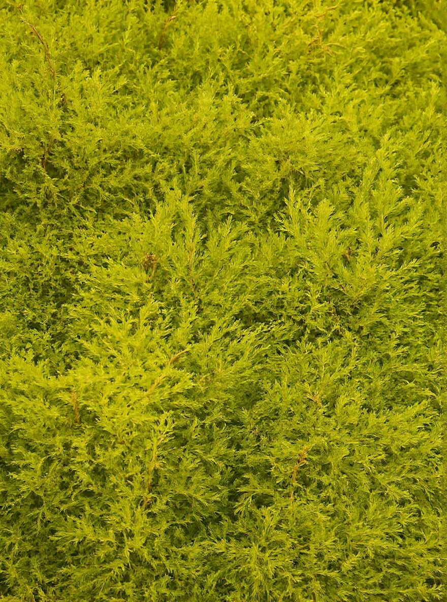 Lebensbaum 'Rheingold' - Thuja occidentalis 'Rheingold' - Baumschule  NewGarden