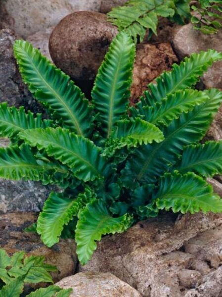 Asplenium scolopendrium 'Undulatum' / gewelltes Hirschzungenfarn