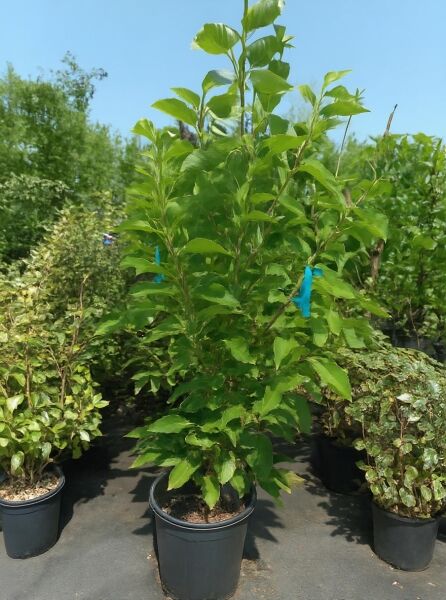 Magnolia soulangiana (Tulpen-Magnolie) 150-175 cm C35 im Topf, mehrtriebig mit dichtem grünen Laub.