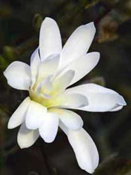 Magnolia stellata / Stern-Magnolie