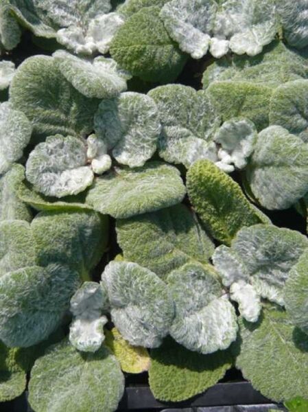 Silberblatt-Salbei / Silberblatt-Salbei