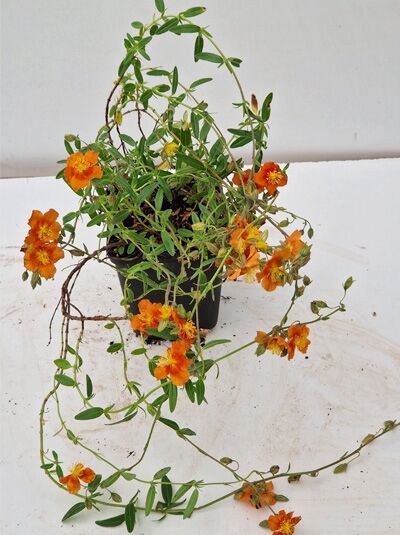 Sonnenröschen 'Watergate Orange' (Helianthemum cultorum) P9 im Topf mit orangefarbenen Blüten und schmalen grünen Blättern