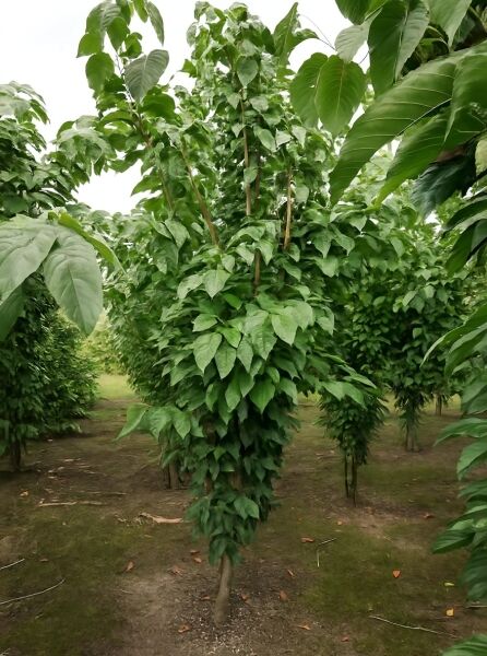 Prunus serrulata 'Amanogawa' / Säulen-Zierkirsche 'Amanogawa' 250-300 cm m. Db., schlanker Baum mit dichtem Laub