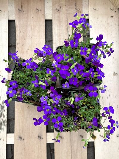 Blaukissen Aubrieta cultorum 'Hamburger Stadtpark' P9 mit violetten Blüten und grünem Laub in Pflanztöpfen