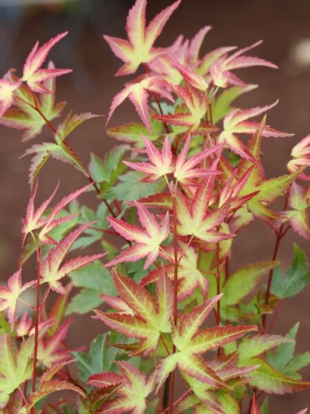 Japanischer Fächer-Ahorn 'Murasaki Kiyohime' (Acer palmatum) mit gelappten grün-gelben Blättern und rötlichem Austrieb