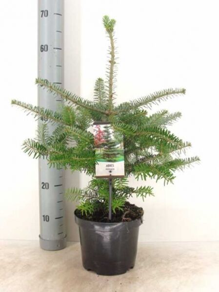 Abies koreana / Korea-Tanne