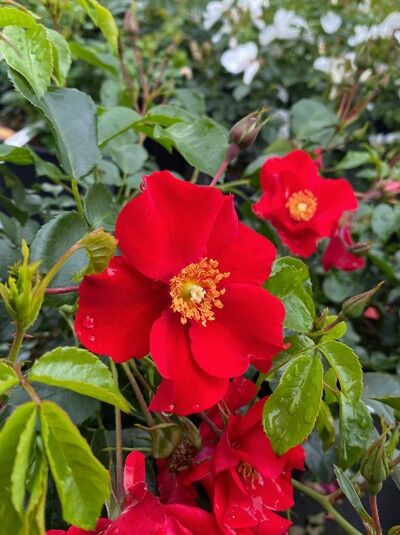Beetrose 'Alexander von Humbold' (Rosa 'Alexander von Humbold') mit roten, offenen Blüten und gelben Staubgefäßen am Strauch.