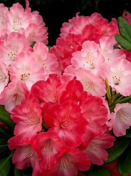 Rhododendron Hybride 'Halfdan Lem' (Rhododendron 'Halfdan Lem') mit rosa bis rotpink Blüten in dichten Dolden und grünen Blättern