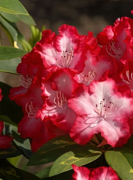 Rhododendron Hybride 'President Roosevelt' (Rhododendron) mit rot-weiß gezeichneten Blüten und grünen, ledrigen Blättern