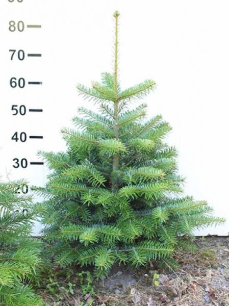 Nordmanns-Tanne (Abies nordmanniana) 60–80 cm, junger Nadelbaum mit gleichmäßigem Wuchs und grünen Nadeln.