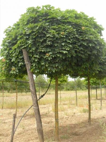Acer platanoides 'Globosum' / Kugel-Ahorn