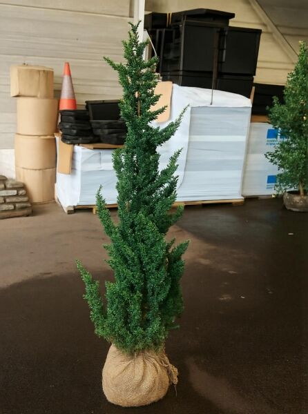 Chamaecyparis lawsoniana 'Wissel's Saguaro' / Scheinzypresse 'Wissel's Saguaro' 125-150 cm, Ballenware (m. B.)