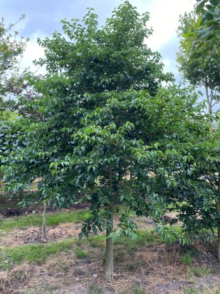Japanischer Storaxbaum / Japanischer 'Schneeglöckchenbaum' / Styrax japonica 350-400 cm hoch 