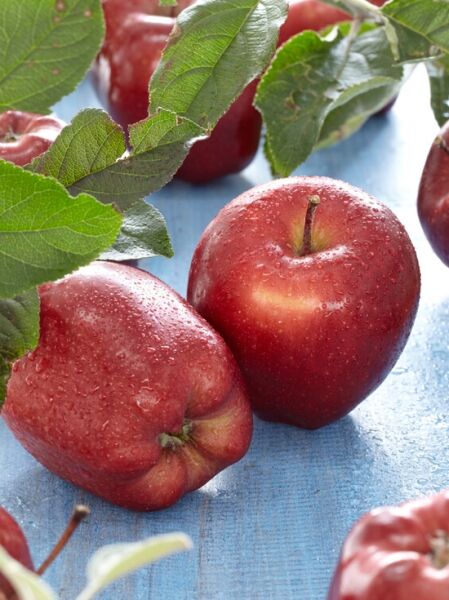 Apfel &#039;Red Delicious&#039; / Roter Köstlicher / Malus domestica &#039;Red Delicious&#039;