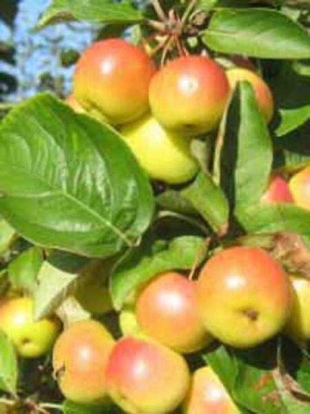 Zierapfel 'Butterball' / Malus 'Butterball'