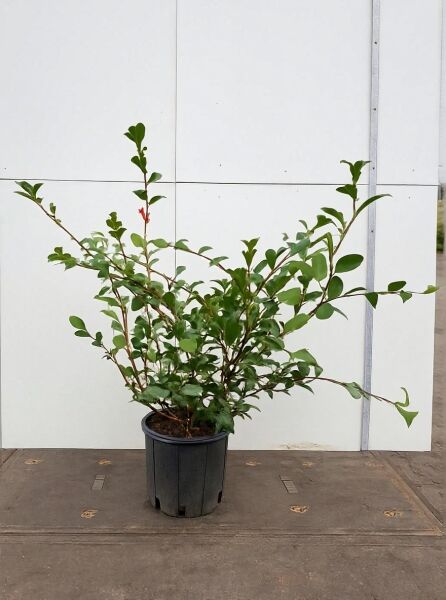 Herbst-Kamelie 'Hiryu' (Camellia sasanqua) 50-60 cm C10, buschige Pflanze im schwarzen Topf mit grünem Laub.