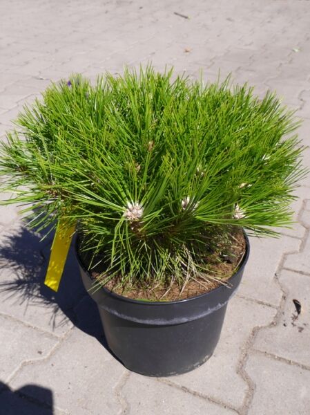 Pinus densiflora 'Jane Kluis' / Japanische Zwergrotkiefer