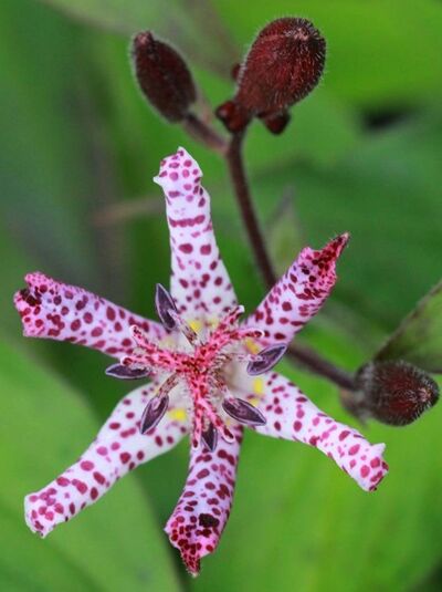 Tigerstern / Japanische Krötenlilie / Tricyrtis hirta