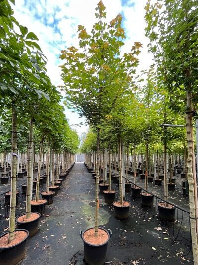 Acer rubrum 'Brandywine' (Rot-Ahorn) Hochstamm im Container, 12–14 StU, mit aufrechtem Stamm und belaubter Krone in Baumschule.