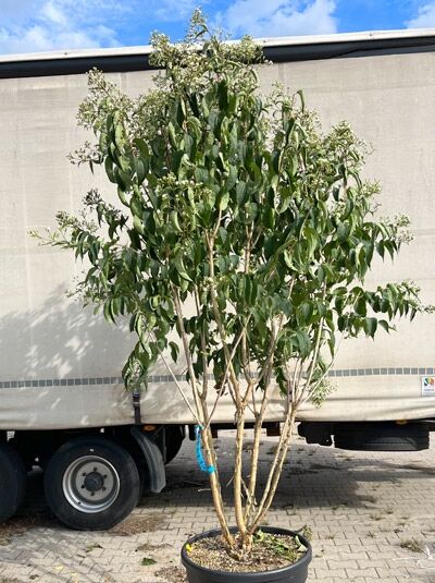 Sieben-Söhne-des-Himmels-Strauch 'Schirmform' 275-300 cm / Heptacodium miconioides (1577316)