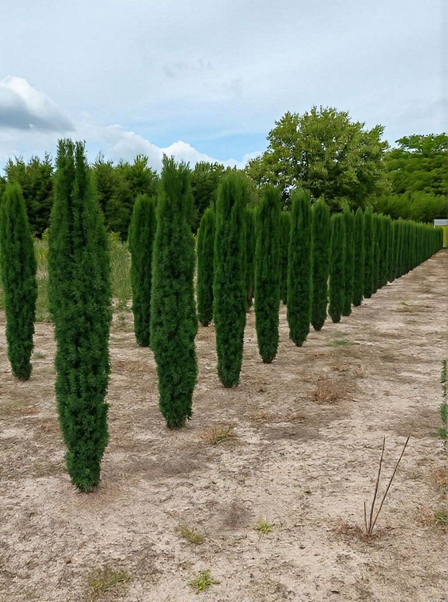 chinesischer wisteria Bellfarm® Chinese wisteria (Wisteria sinensis) Seeds – MUCIAKIE main image 0