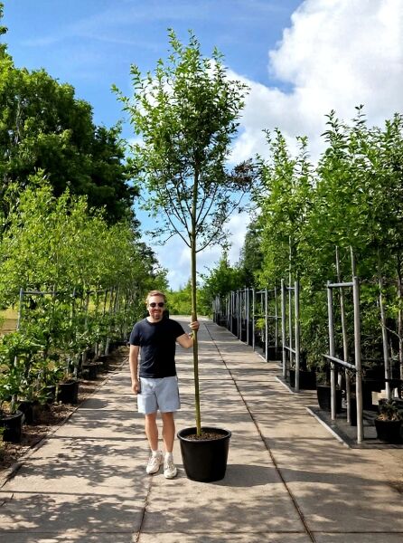 Sorbus aucuparia (Gemeine Eberesche/Vogelbeere) Hochstamm 14-16 StU im Container, aufrechter Stamm mit Kronenaufbau