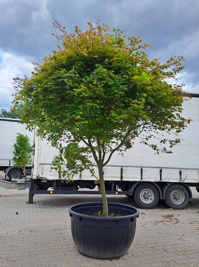Japanischer Ahorn Acer palmatum 'Deshojo', im Container, 250–300 cm, mehrstämmig, mit grünem bis rötlichem Laub.
