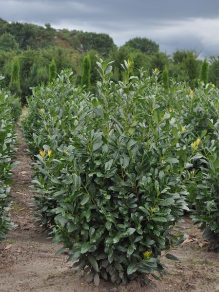 Kirschlorbeer 'Diana' / Kirschlorbeer 'Diana'