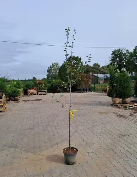 Prunus domestica 'Reine Claude d'Oullins' / Pflaume 'Reine Claude d'Oullins' 150-175 cm C7, junger Baum im Topf