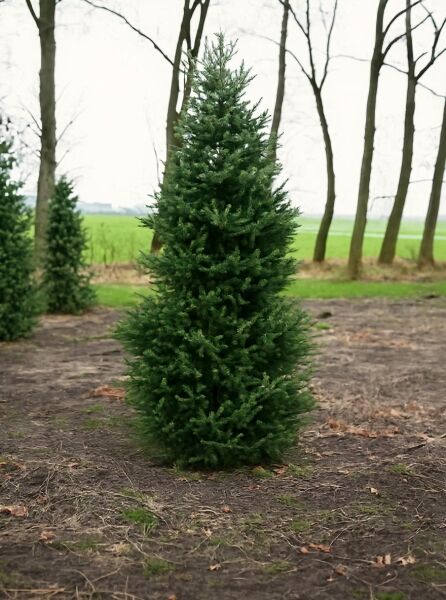 Picea omorika (Serbische Fichte) 250–300 cm m. Db., immergrüner Nadelbaum mit kegelförmigem Wuchs und dichtem Nadelkleid.