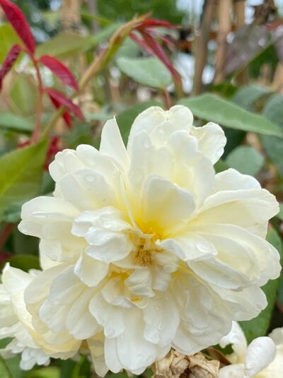 Rosa 'Malvern Hills' / Englische Rose 'Malvern Hills' mit gefüllter, cremegelber Blüte und grünem Laub, Nahaufnahme