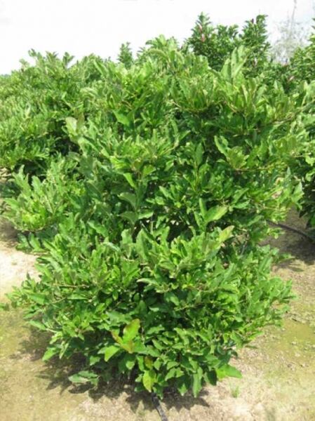 Magnolia loebneri 'Merrill' / Große Stern-Magnolie 'Merrill', buschiger Strauch mit dichtem grünen Laub, 200–250 cm m. Db.