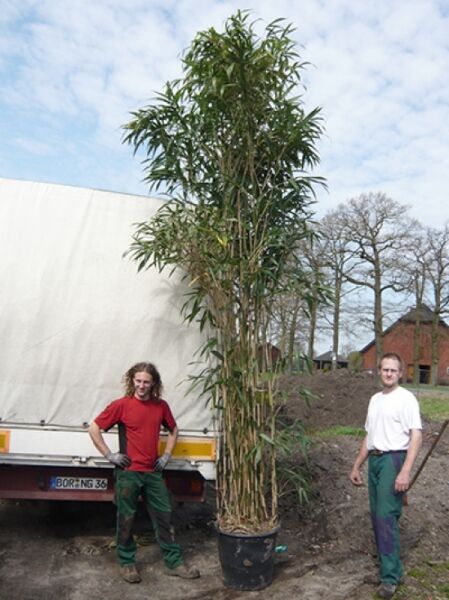 Pfeilbambus 350-400 (C90) Pseudosasa japonica